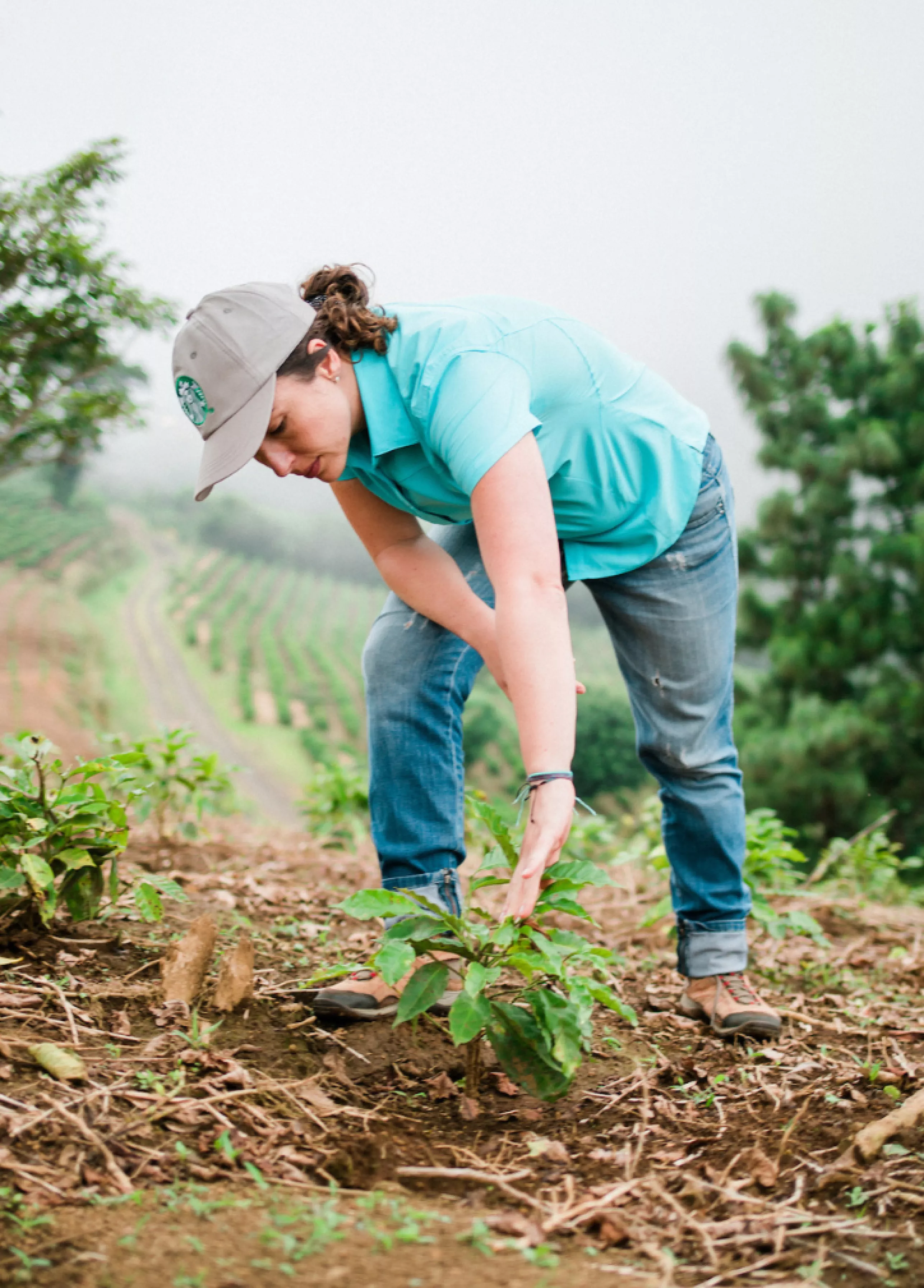 Sustainability Starbucks